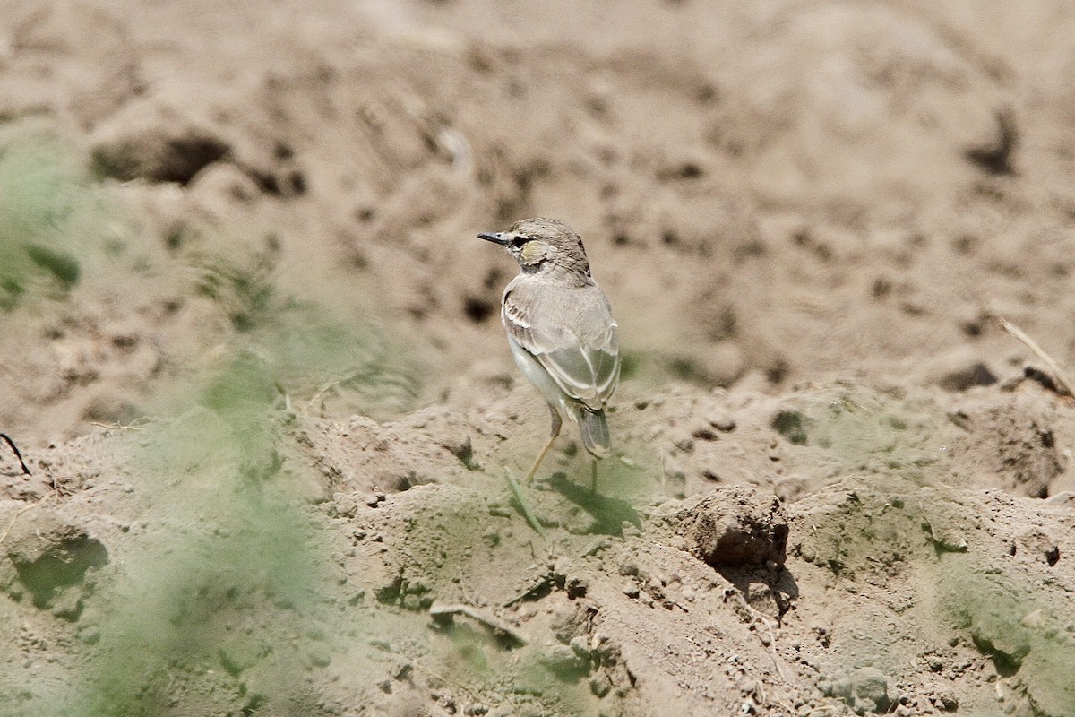 Short-tailed Field Tyrant - ML641639775