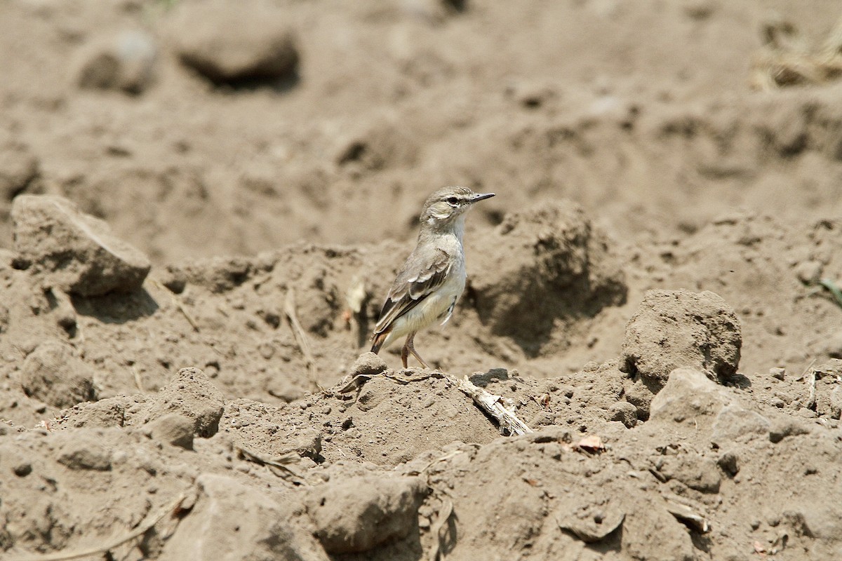 Short-tailed Field Tyrant - ML641639776