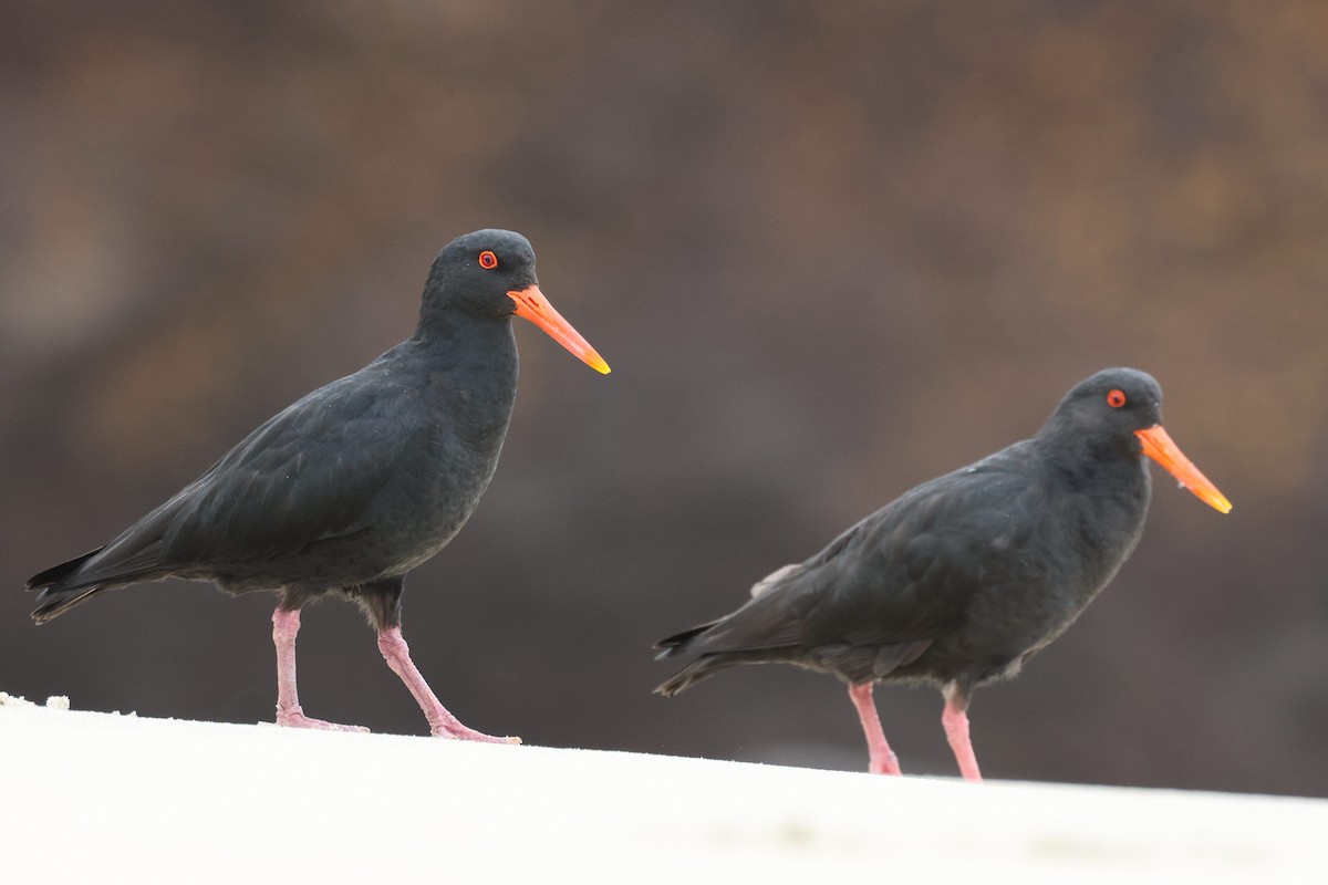 Variable Oystercatcher - ML641639783