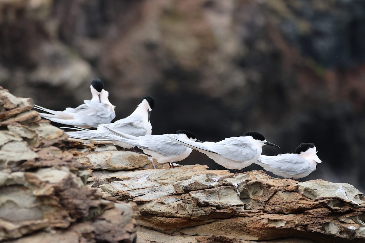 White-fronted Tern - ML641639789