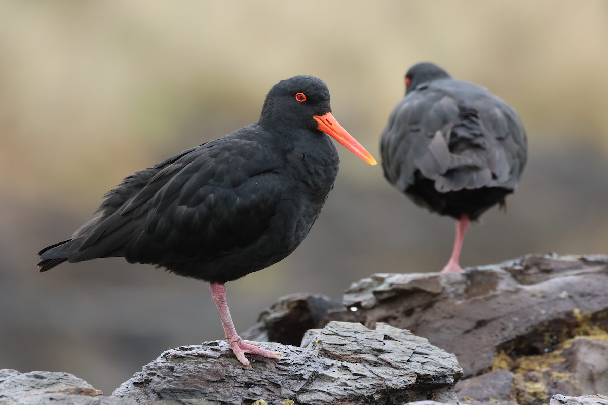 Variable Oystercatcher - ML641639790