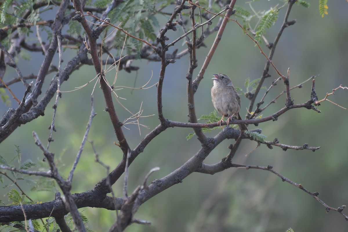 Botteri's Sparrow - ML641639795