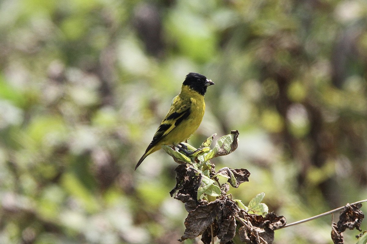 Hooded Siskin - ML641639797