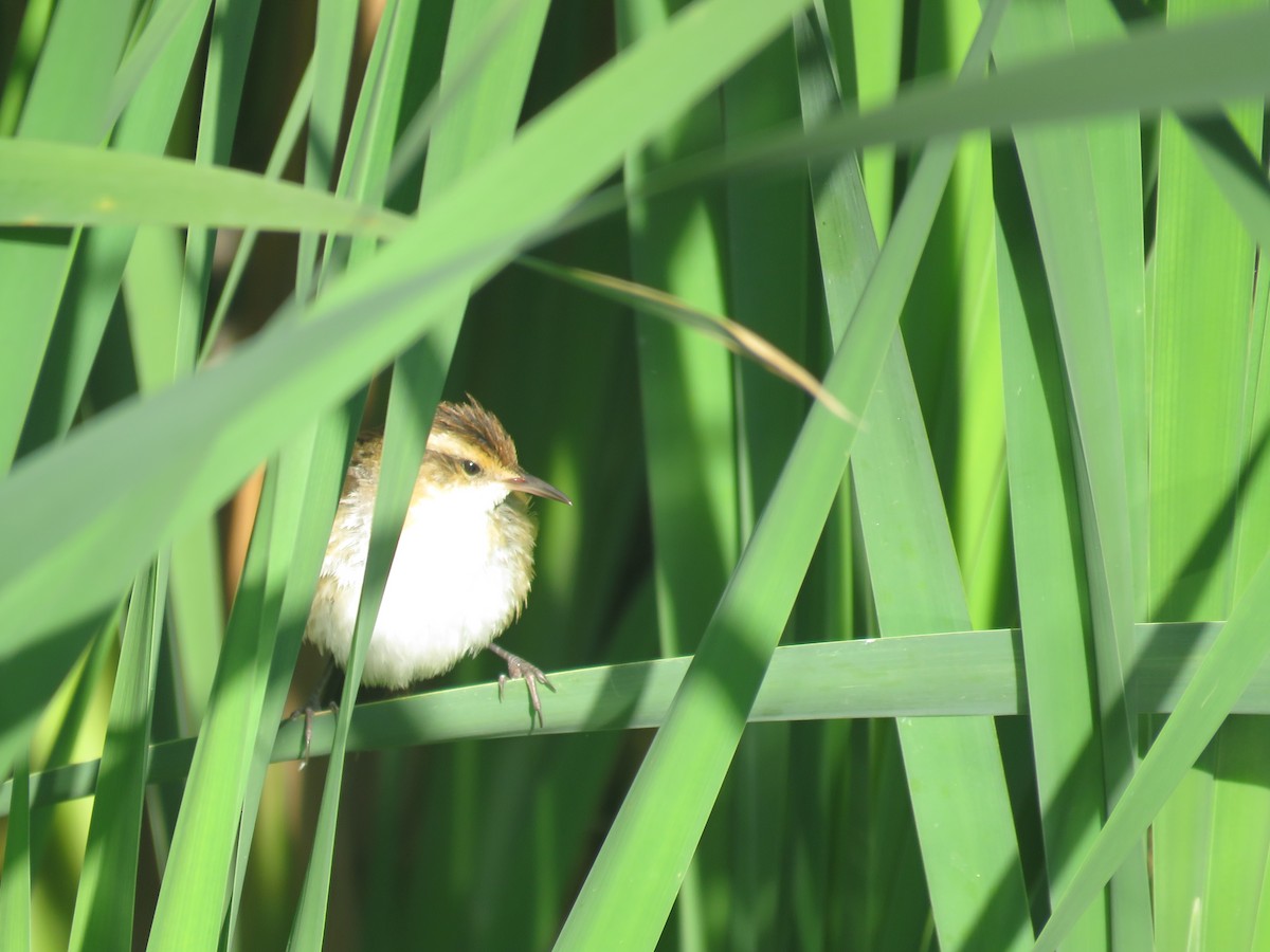 Wren-like Rushbird - ML641639805