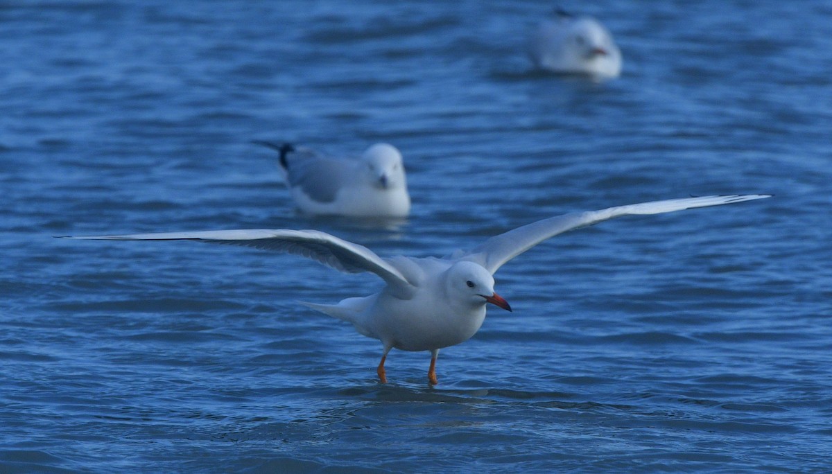 Mouette rieuse - ML641639811