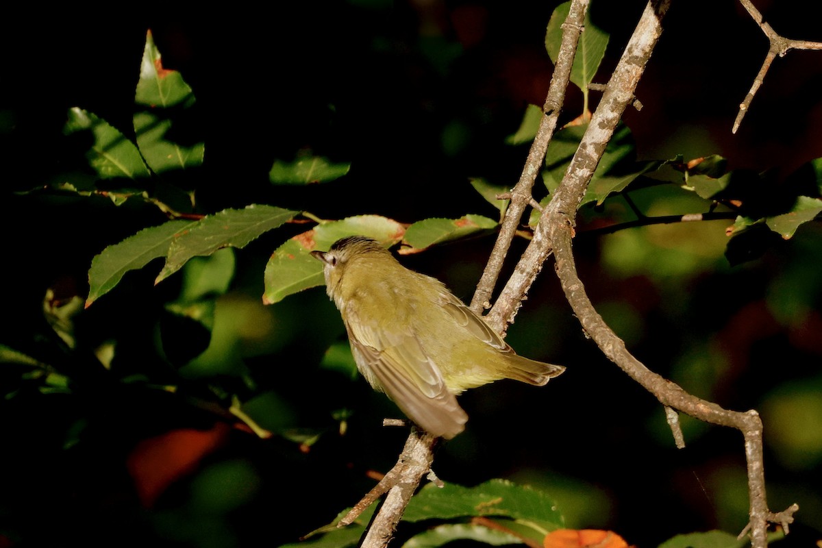 Red-eyed Vireo - ML641639896