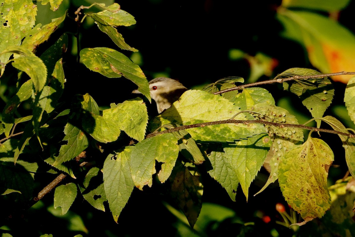Red-eyed Vireo - ML641639897