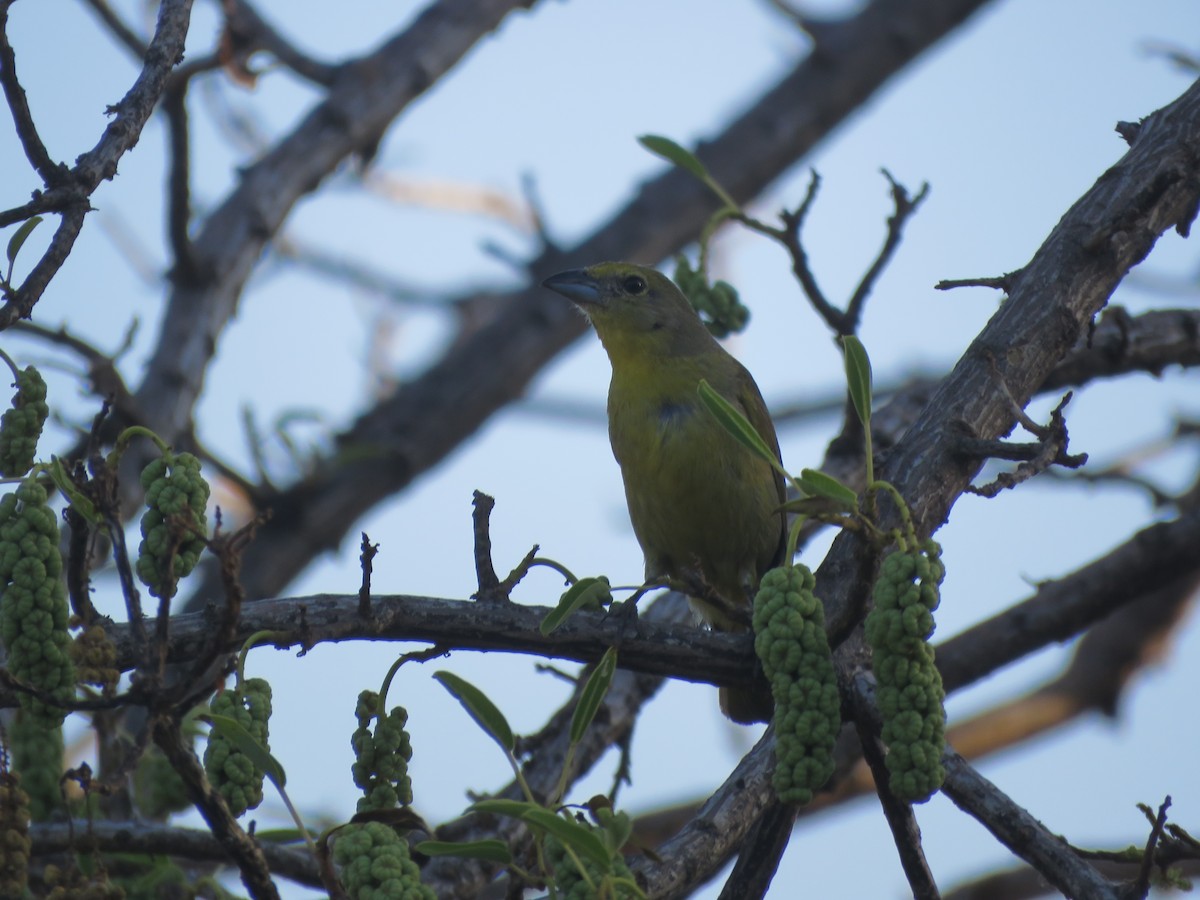 Hepatic Tanager - ML641639912