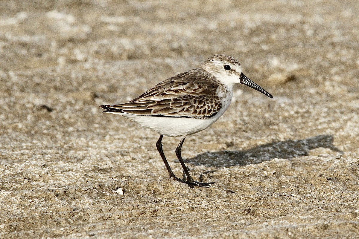 Bécasseau d'Alaska - ML641639939