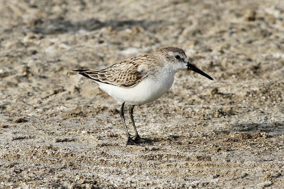 Bécasseau d'Alaska - ML641639940