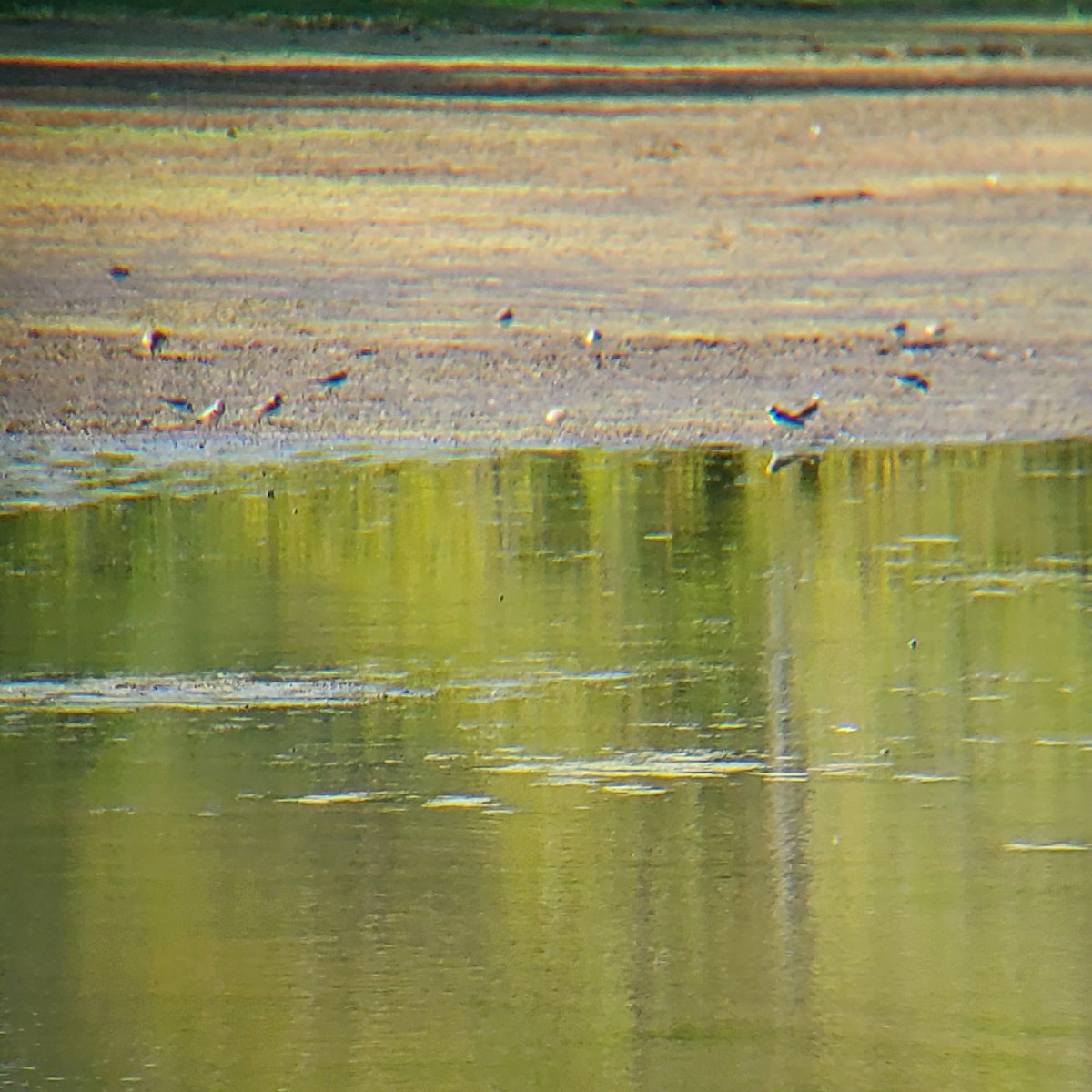 kulík kanadský - ML641639953