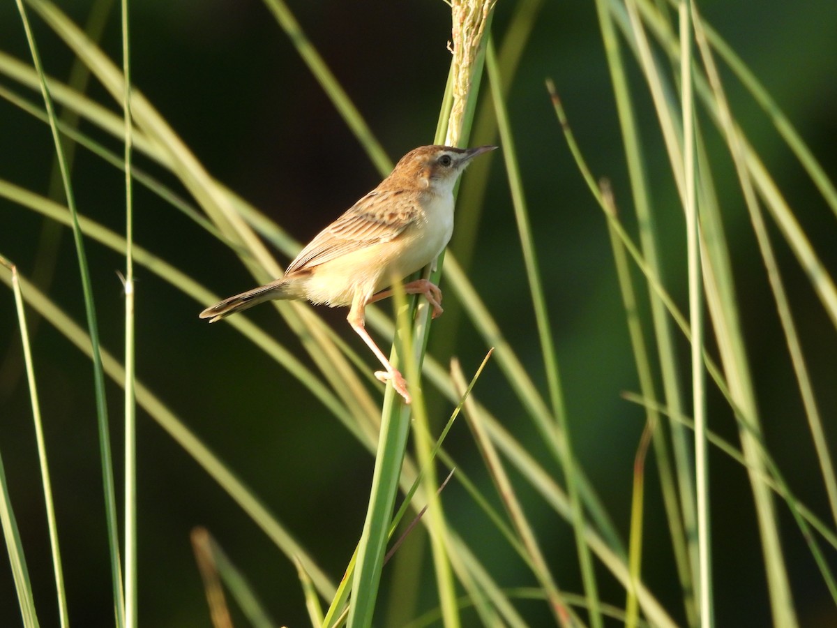 Zitting Cisticola - ML641639961