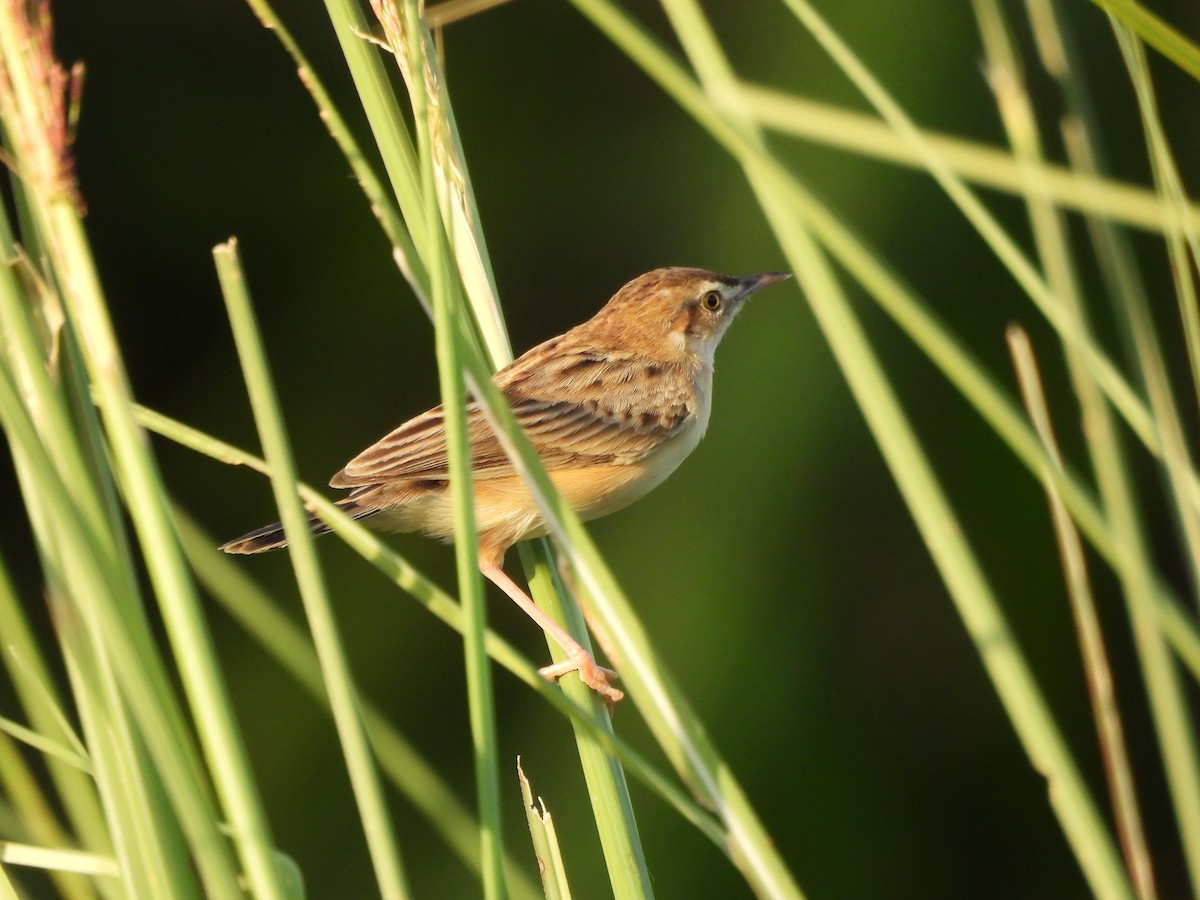 Zitting Cisticola - ML641639962