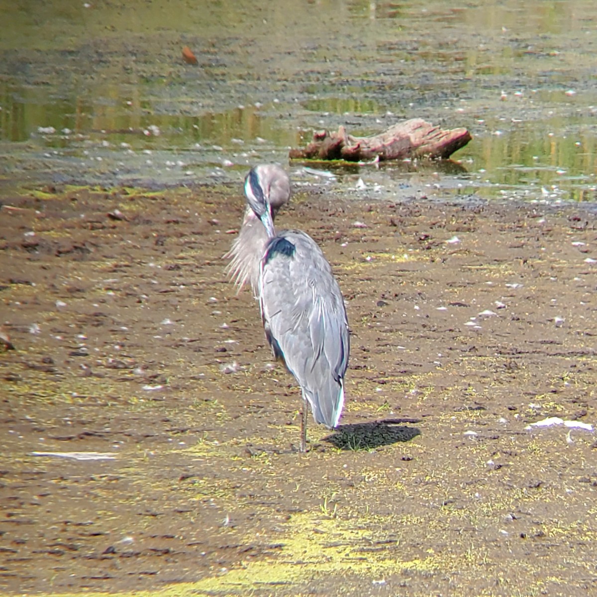 volavka velká - ML641639973