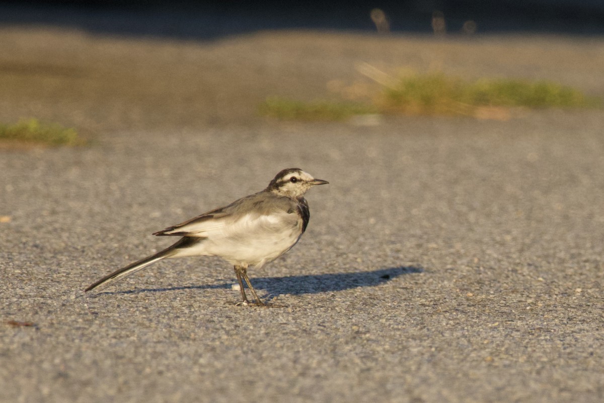 白鶺鴒 - ML641639988