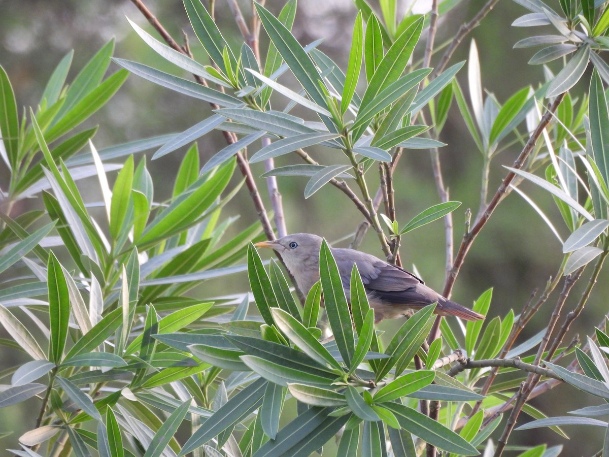 Chestnut-tailed Starling - ML641639994