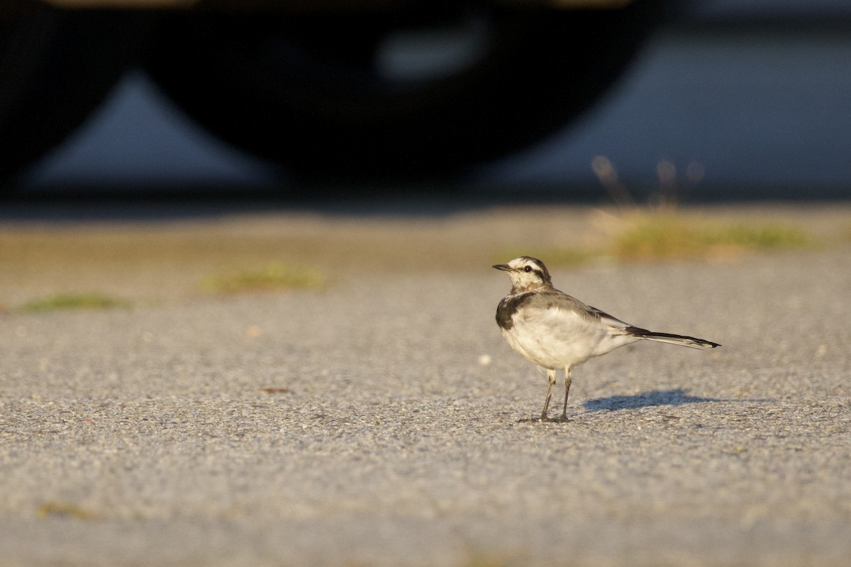 白鶺鴒 - ML641640042