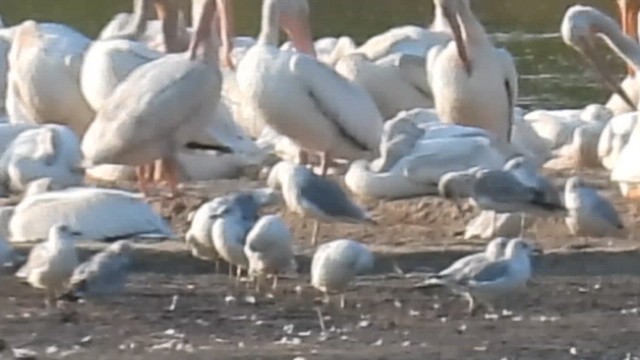 American White Pelican - ML641640050
