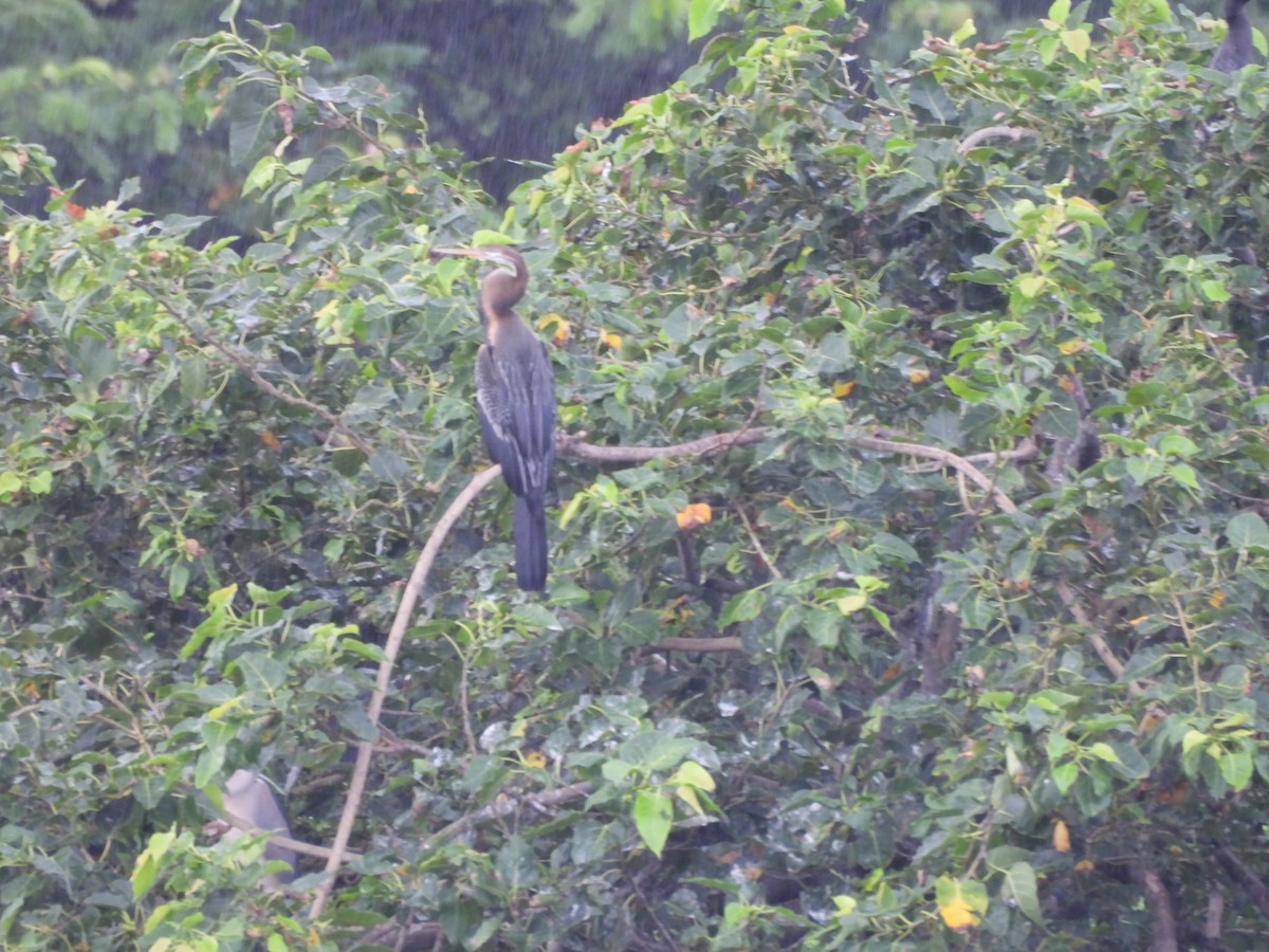 Oriental Darter - ML641640051