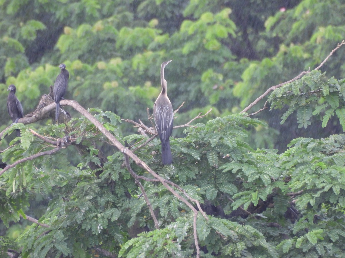 Oriental Darter - ML641640052