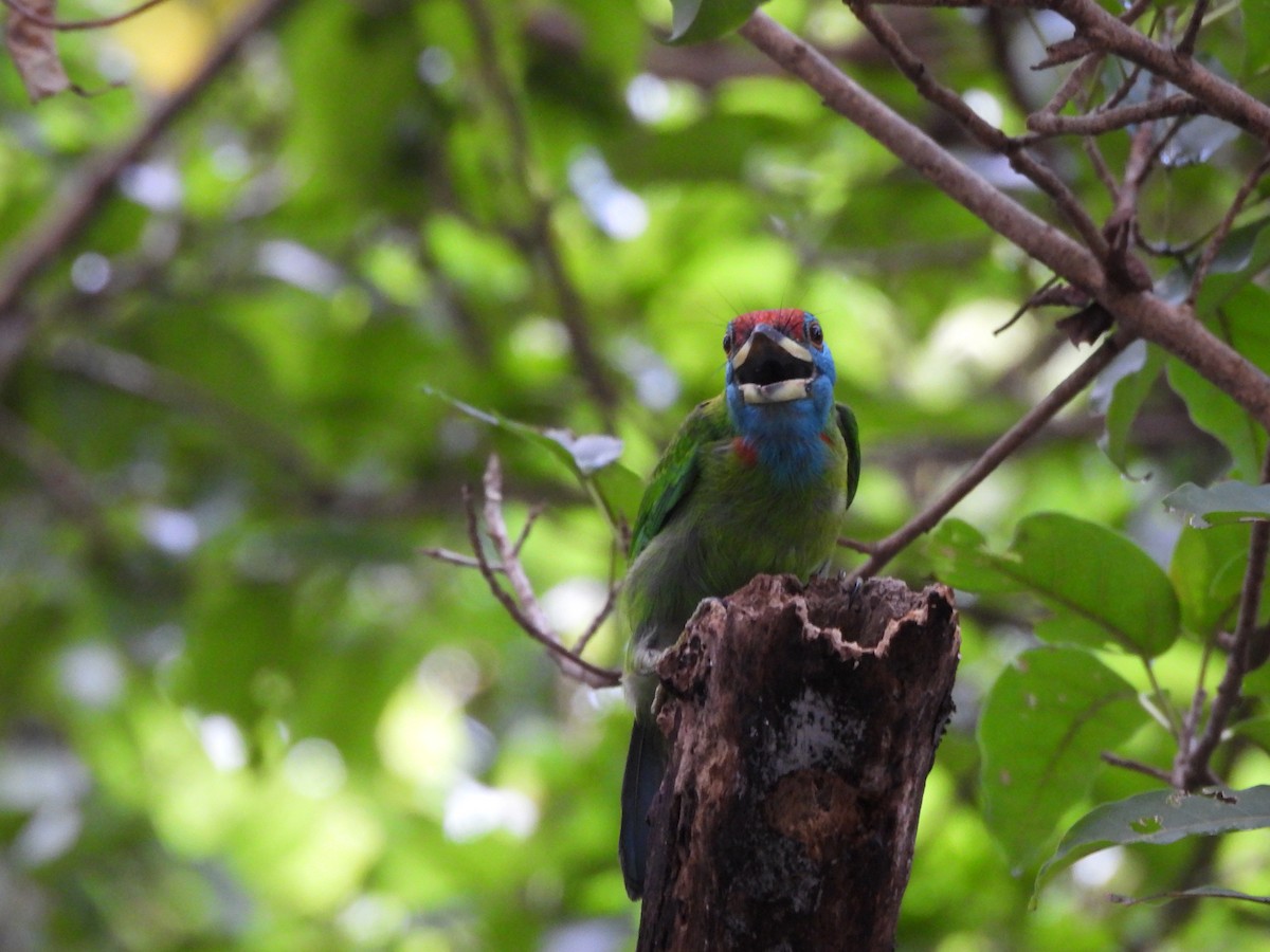 Blue-throated Barbet - ML641640067