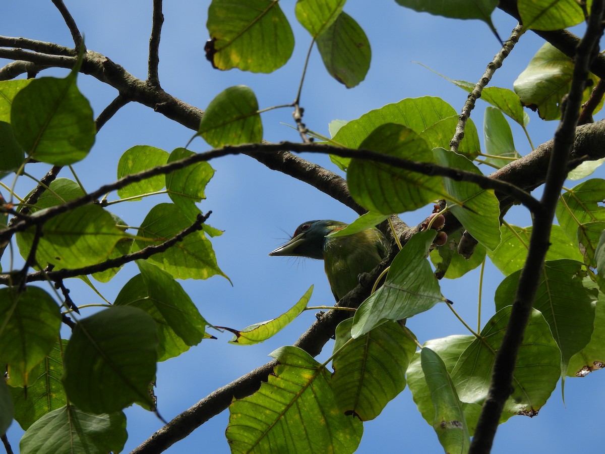 Blue-throated Barbet - ML641640068