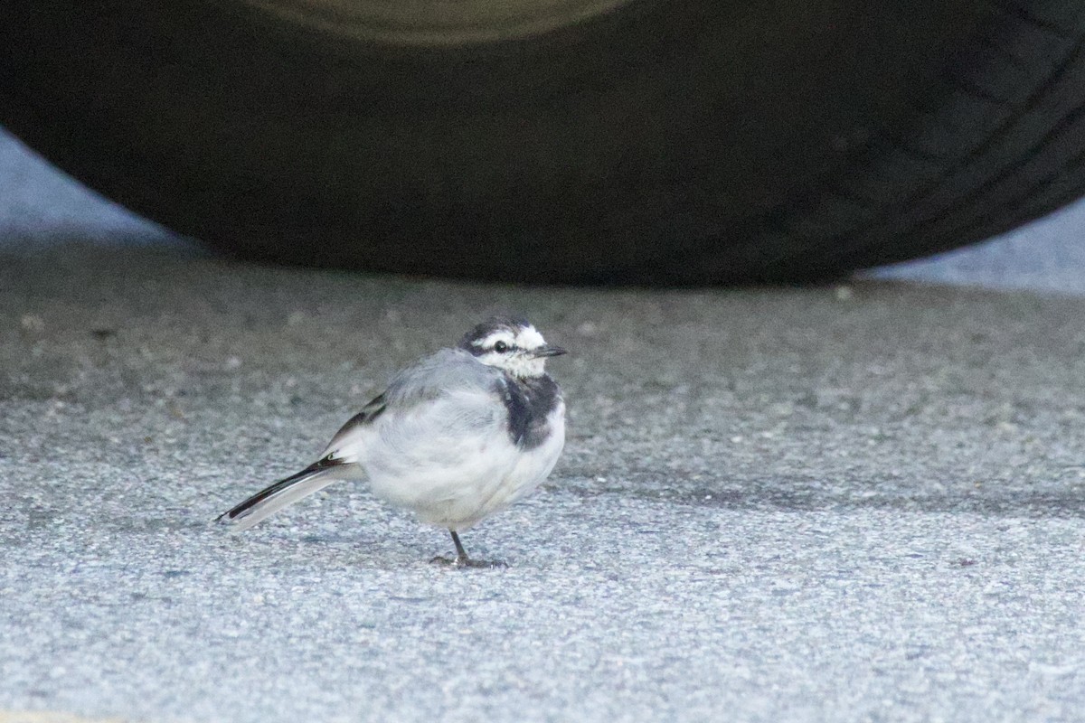 白鶺鴒 - ML641640070