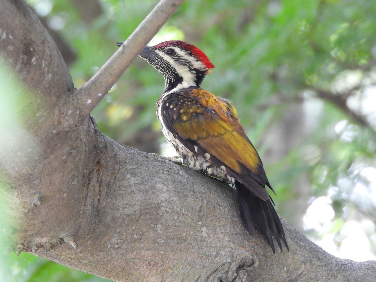 Black-rumped Flameback - ML641640076