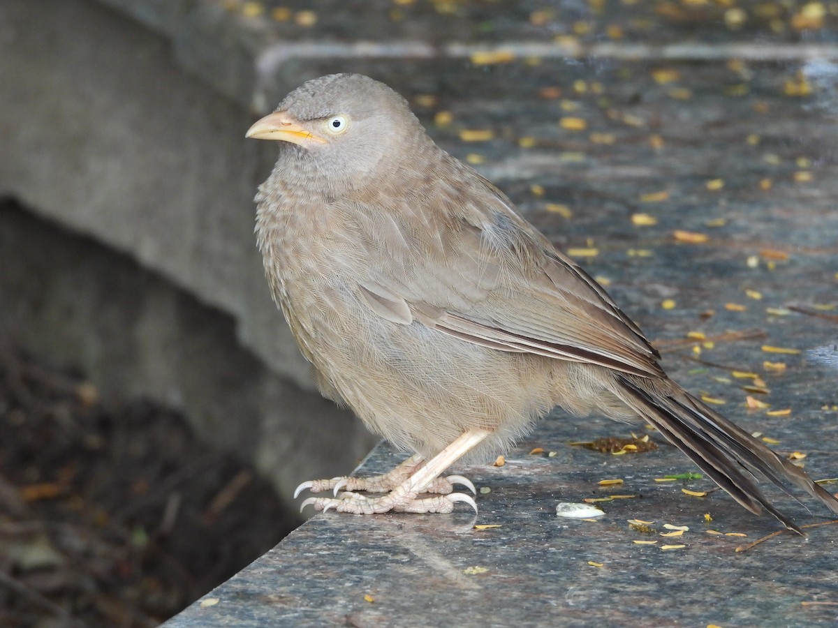 Jungle Babbler - ML641640079