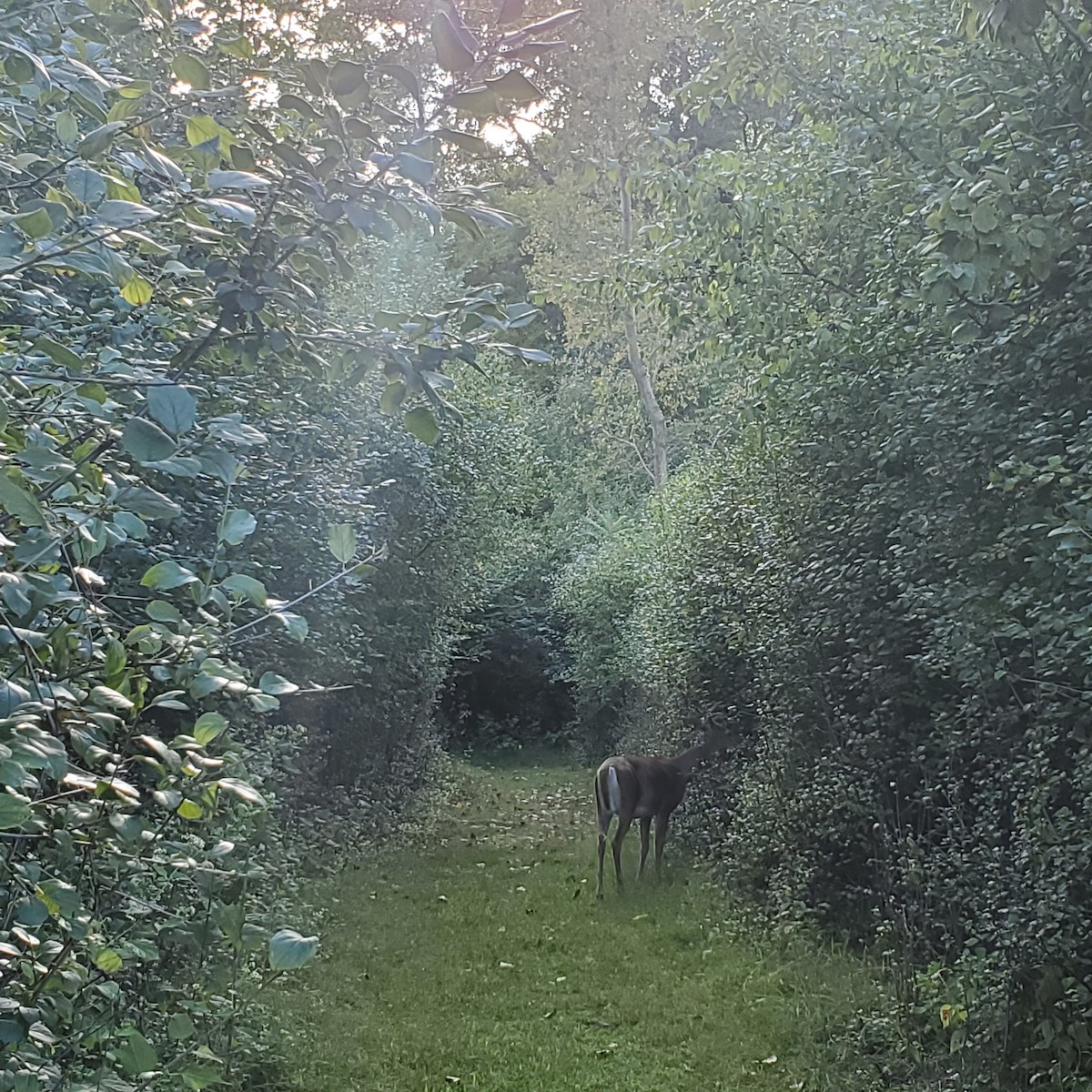 White-tailed Deer - ML641640096