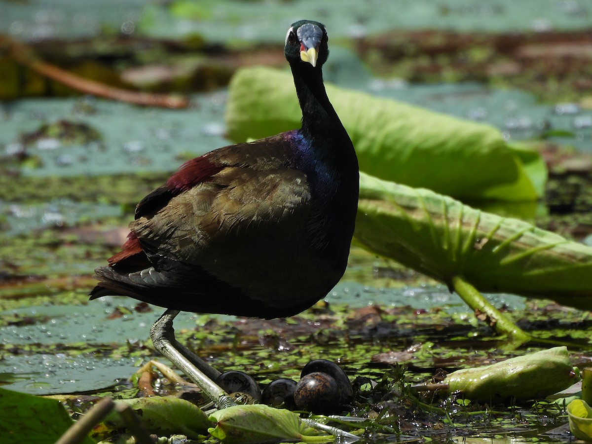 Bronze-winged Jacana - ML641640108