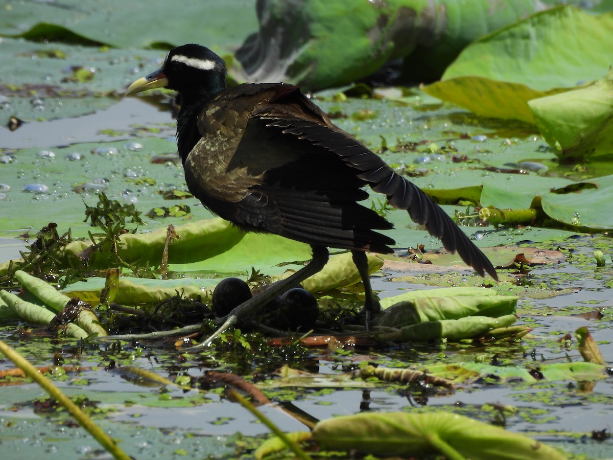 Bronze-winged Jacana - ML641640109