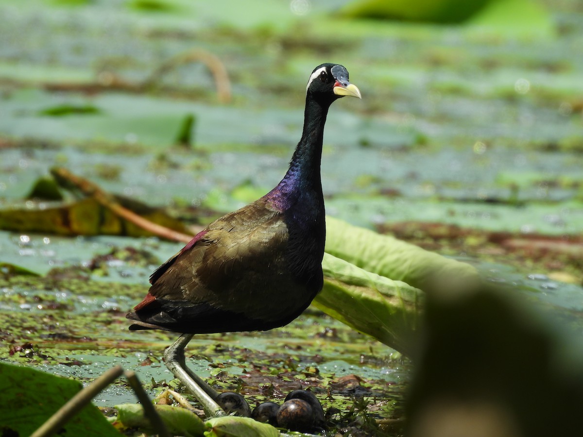 Bronze-winged Jacana - ML641640113