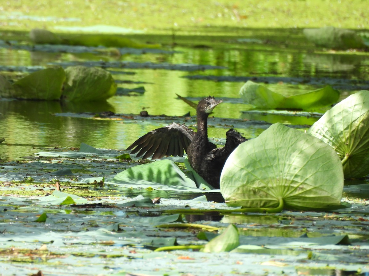 Little Cormorant - ML641640120