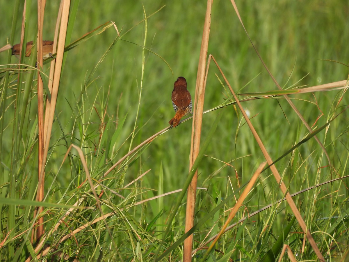 Scaly-breasted Munia - ML641640143