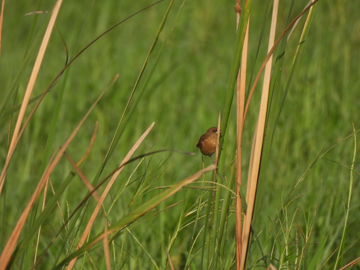 Scaly-breasted Munia - ML641640144