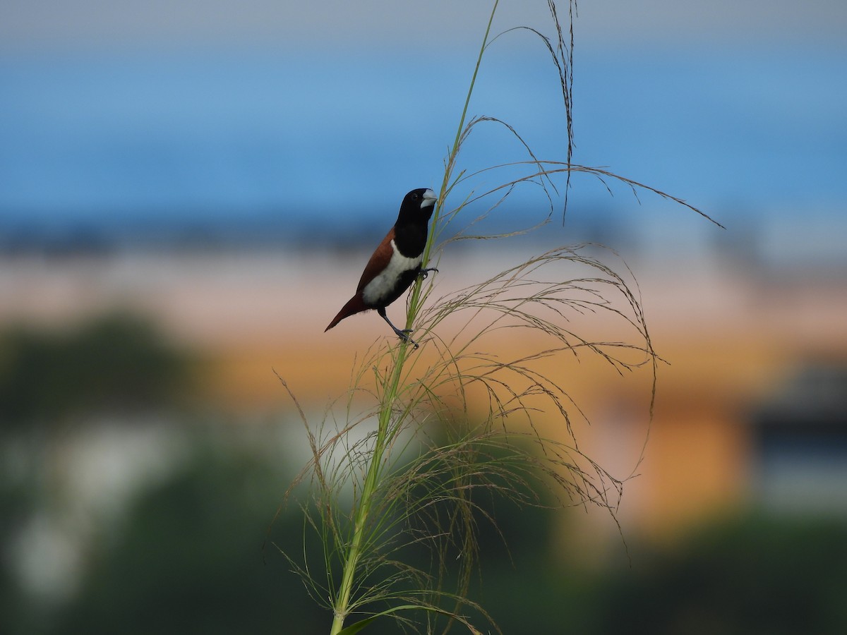 Tricolored Munia - ML641640151
