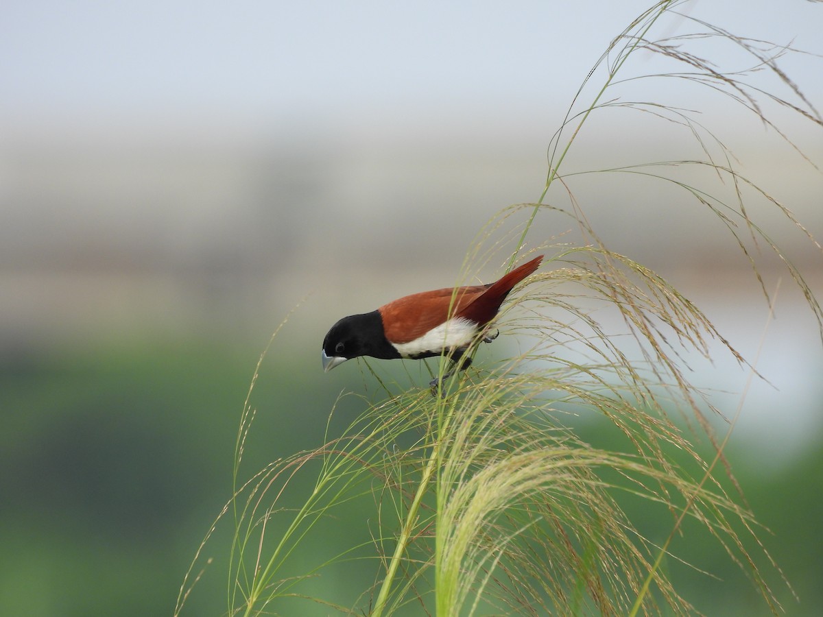 Tricolored Munia - ML641640152