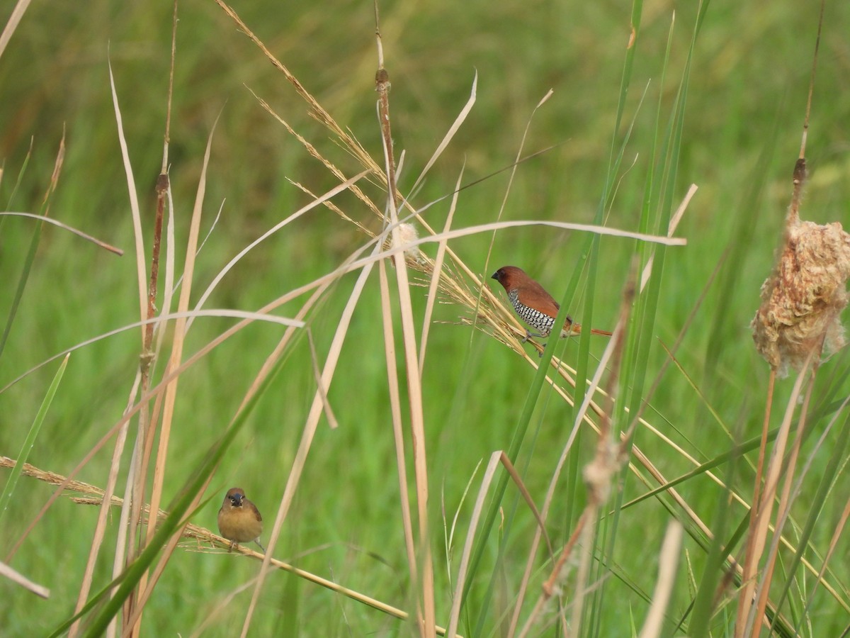 Scaly-breasted Munia - ML641640169
