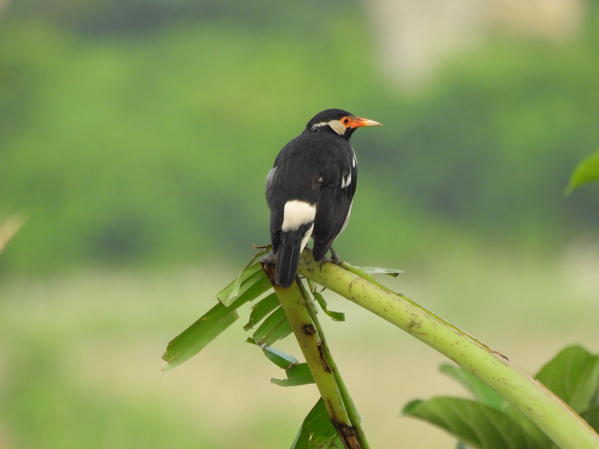 Indian Pied Starling - ML641640174