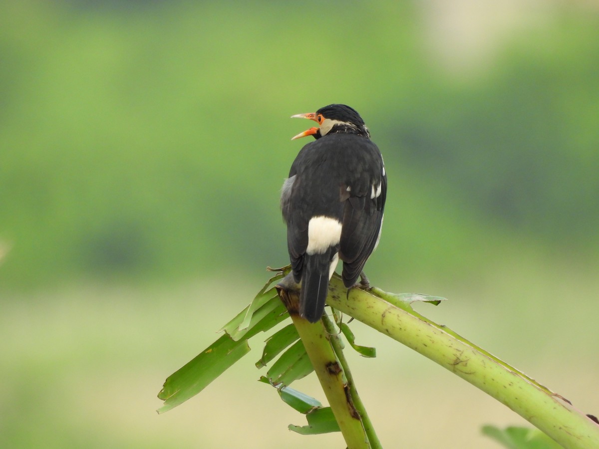 Indian Pied Starling - ML641640175