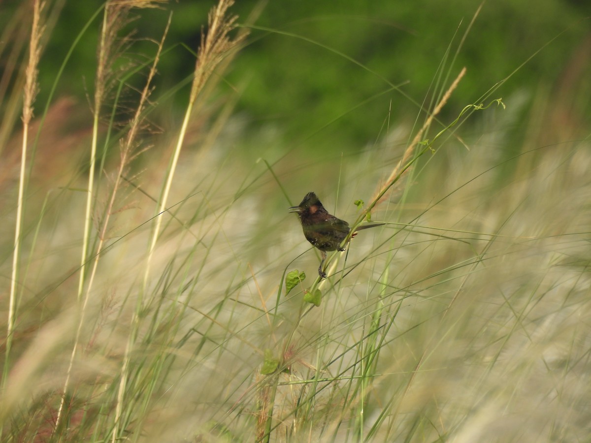 Red-vented Bulbul - ML641640195