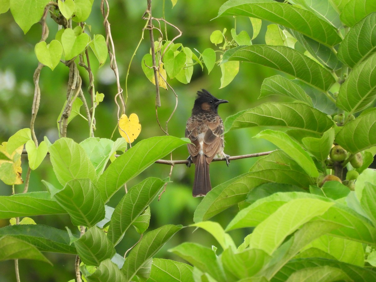 Red-vented Bulbul - ML641640196