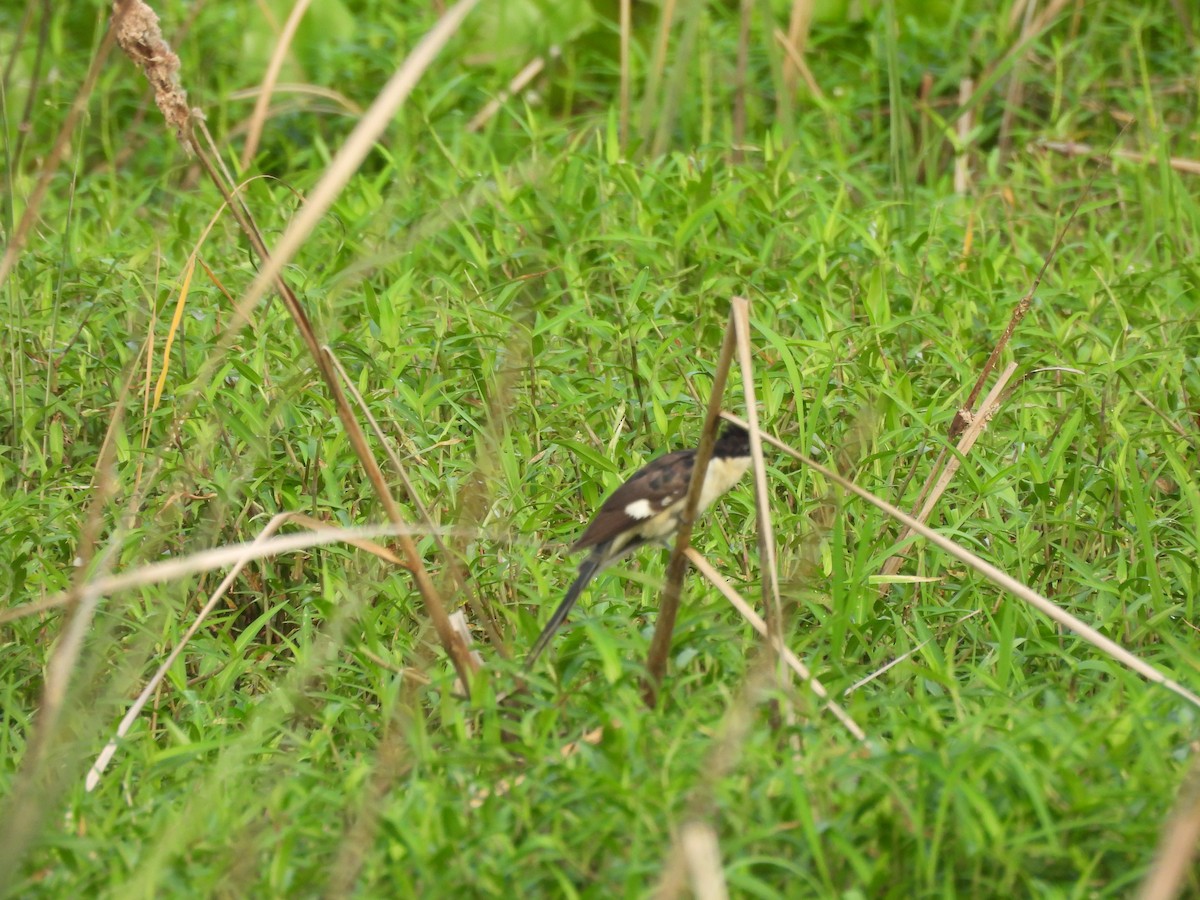 Pied Cuckoo - ML641640261