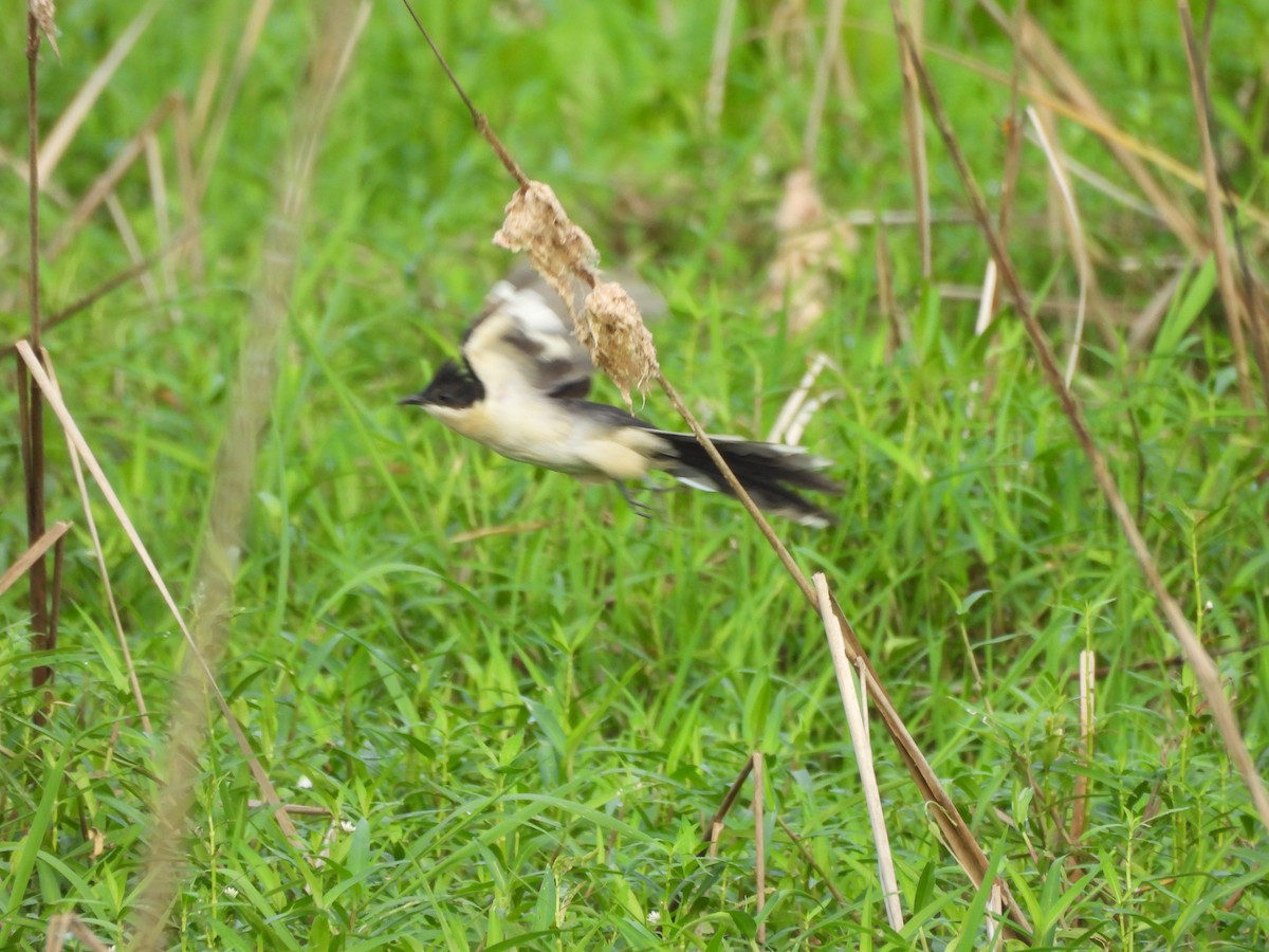 Pied Cuckoo - ML641640262