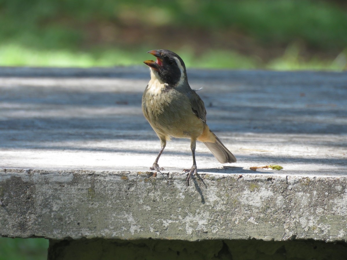 Golden-billed Saltator - ML641640284