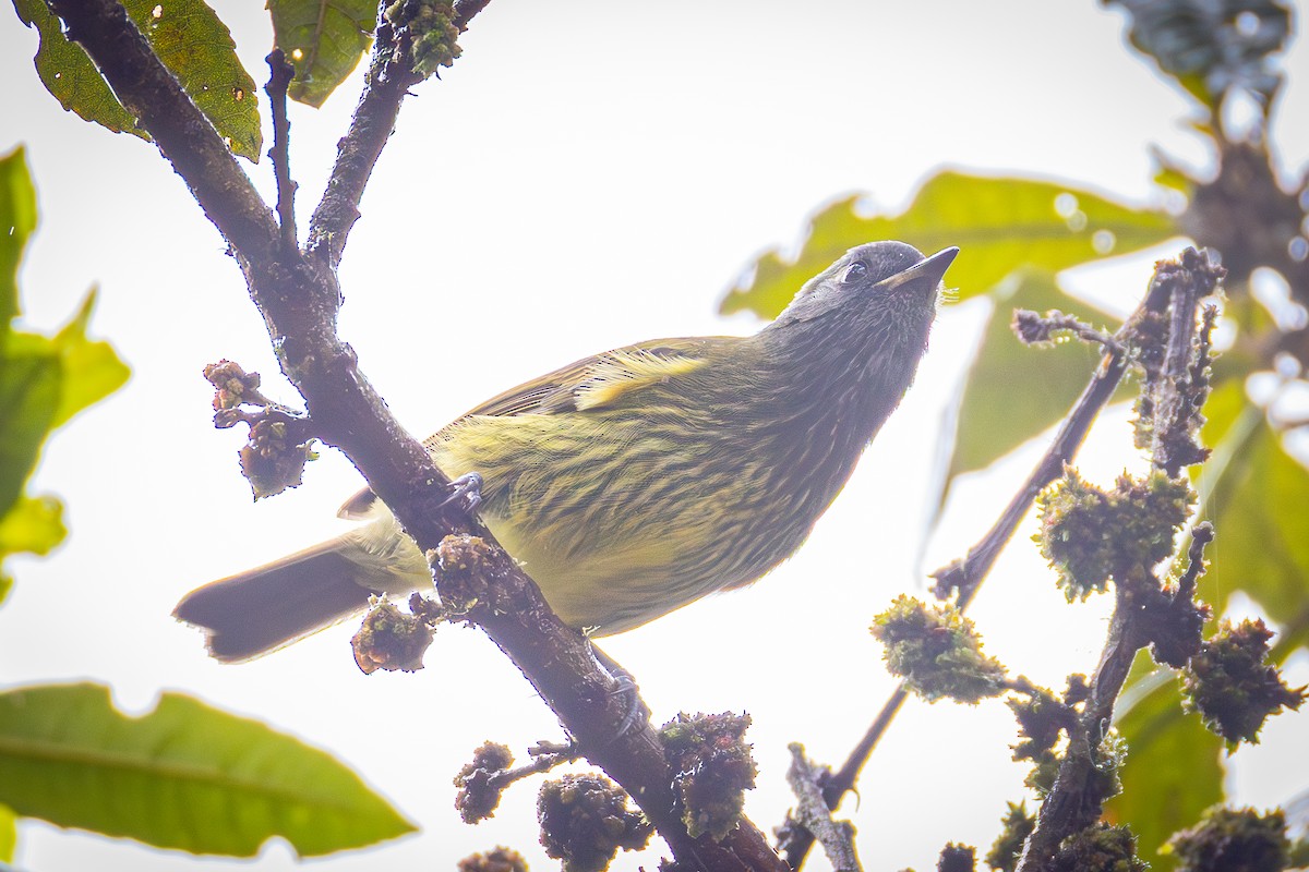 Streak-necked Flycatcher - ML641640297