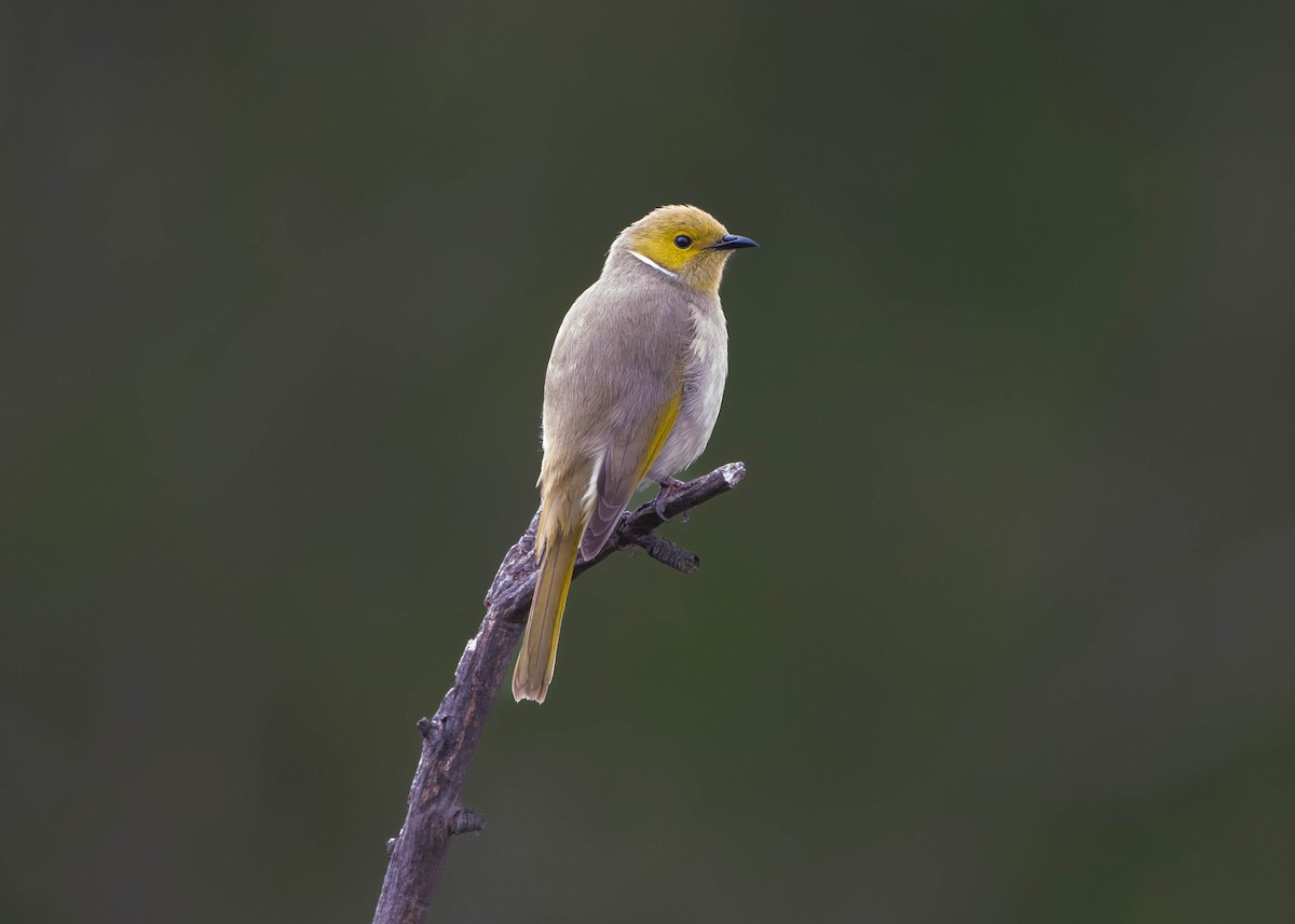 White-plumed Honeyeater - ML641640332