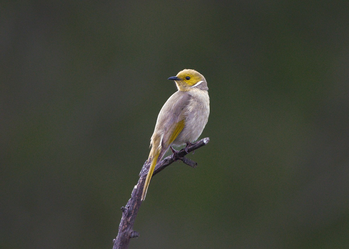 White-plumed Honeyeater - ML641640333
