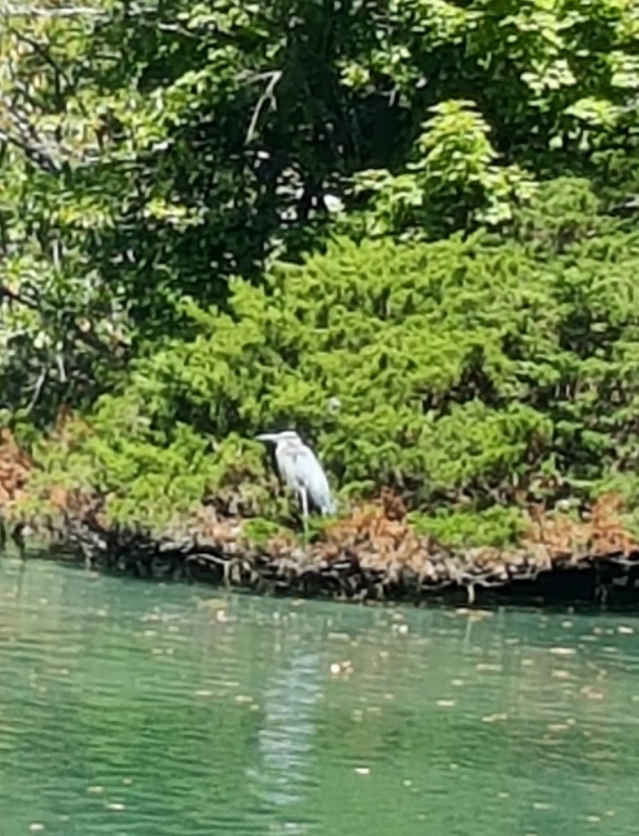 Чапля північна - ML641640334